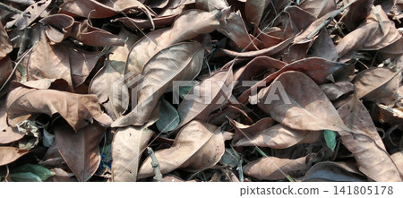 Dry brown fallen leaves background texture Dry brown fallen leaves background texture 141805178