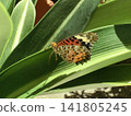 Butterfly - Indian Fritillary 141805245