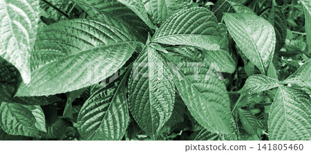 Bright green tropical leaf texture Bright green tropical leaf texture 141805460