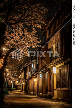Nighttime illumination of cherry blossoms in Kazue-machi Chaya District, Kanazawa Nighttime illumination of cherry blossoms in Kazue-machi Chaya District, Kanazawa 141805560
