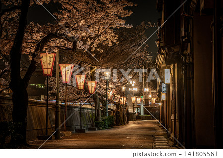 Nighttime illumination of cherry blossoms in Kazue-machi Chaya District, Kanazawa Nighttime illumination of cherry blossoms in Kazue-machi Chaya District, Kanazawa 141805561