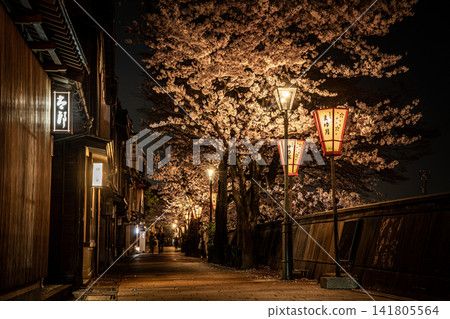 金澤市茶屋地區和枝町的櫻花夜間燈光秀 金澤市茶屋地區和枝町的櫻花夜間燈光秀 141805564