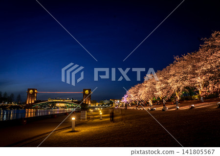 富山縣關水公園的櫻花在夜色中被燈光照亮 富山縣關水公園的櫻花在夜色中被燈光照亮 141805567