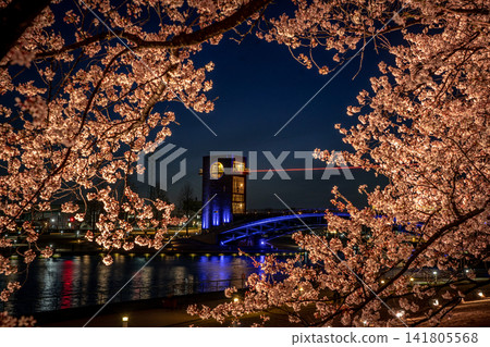 Cherry blossoms illuminated at night in Kansui Park, Toyama Cherry blossoms illuminated at night in Kansui Park, Toyama 141805568