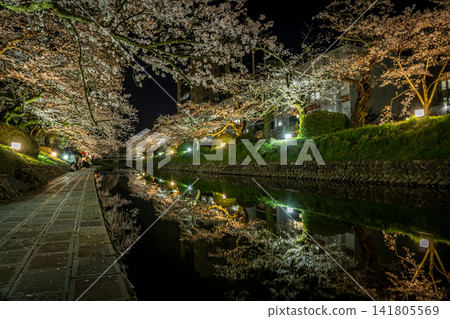 富山松川沿岸的櫻花在夜色中熠熠生輝 富山松川沿岸的櫻花在夜色中熠熠生輝 141805569