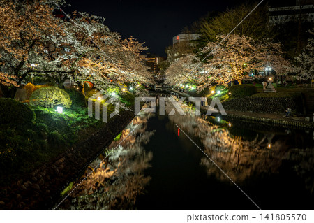 富山松川沿岸的櫻花在夜色中熠熠生輝 141805570