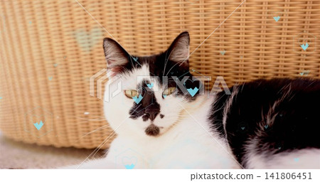 Reclining black-white cat resting at home on rattan chair, showing cyan hearts, whiskers, ears Reclining black-white cat resting at home on rattan chair, showing cyan hearts, whiskers, ears 141806451