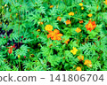 [Hokkaido] Early autumn in Sapporo: Yellow cosmos flowers in Maruyama Park 141806704
