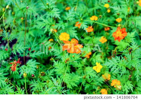 [Hokkaido] Early autumn in Sapporo: Yellow cosmos flowers in Maruyama Park 141806704