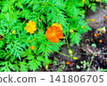 [Hokkaido] Early autumn in Sapporo: Yellow cosmos flowers in Maruyama Park 141806705