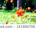 [Hokkaido] Early autumn in Sapporo: Yellow cosmos flowers in Maruyama Park 141806706
