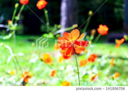 [Hokkaido] Early autumn in Sapporo: Yellow cosmos flowers in Maruyama Park 141806706