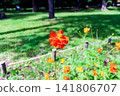 [Hokkaido] Early autumn in Sapporo: Yellow cosmos flowers in Maruyama Park 141806707
