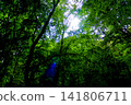 [Hokkaido] Sapporo in early autumn: A view of the lush Maruyama primeval forest from below. 141806711