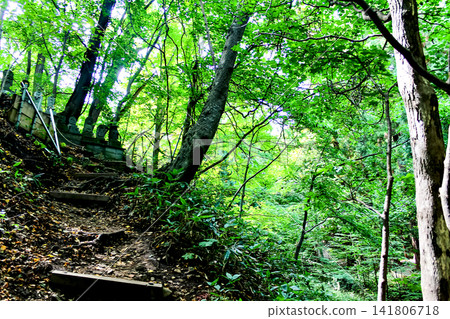 [Hokkaido] Early Autumn in Sapporo: Nature Trail in Maruyama Primeval Forest 141806718