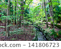 [Hokkaido] Sapporo in early autumn: The lush Maruyama primeval forest and a stream 141806723