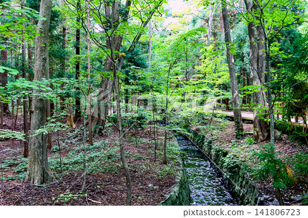 [Hokkaido] Sapporo in early autumn: The lush Maruyama primeval forest and a stream 141806723