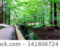 [Hokkaido] Sapporo in early autumn: The lush Maruyama primeval forest and a stream 141806724
