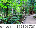 [Hokkaido] Sapporo in early autumn: The lush Maruyama primeval forest and a stream 141806725