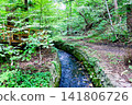 [Hokkaido] Sapporo in early autumn: The lush Maruyama primeval forest and a stream 141806726