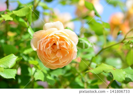 Roald Dahl shrub rose Roald Dahl shrub rose 141806733