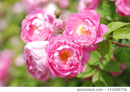 Rose 'Raubritter' shrub Rose 'Raubritter' shrub 141806736