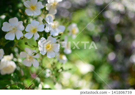 可愛的白玫瑰,Rosa mulliganii(物種) 可愛的白玫瑰,Rosa mulliganii(物種) 141806739