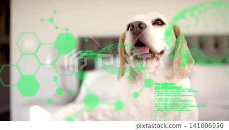Gazing beagle-like dog lifting head on bed in softly lit bedroom, with neon green AR overlays Gazing beagle-like dog lifting head on bed in softly lit bedroom, with neon green AR overlays 141806950
