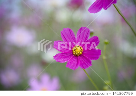 與波斯菊花的風景 與波斯菊花的風景 141807799