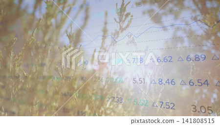 Displaying tall dry grasses glowing in meadow backlit by sun flare, with faint data overlay Displaying tall dry grasses glowing in meadow backlit by sun flare, with faint data overlay 141808515