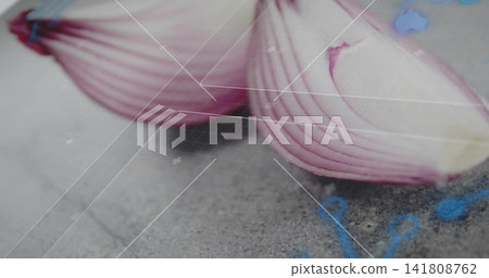 Displaying red onion half resting on gray stone, with white grid and blue nodes, copy space Displaying red onion half resting on gray stone, with white grid and blue nodes, copy space 141808762