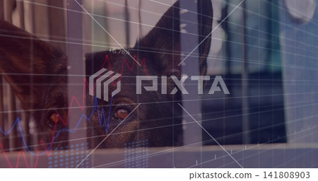 Pressing dark-coated dog nudging face between vertical bars at home, reflecting red and blue charts Pressing dark-coated dog nudging face between vertical bars at home, reflecting red and blue charts 141808903