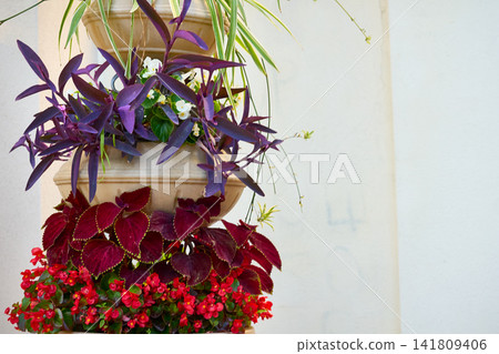 City flower pot with decorative plants near building City flower pot with decorative plants near building 141809406