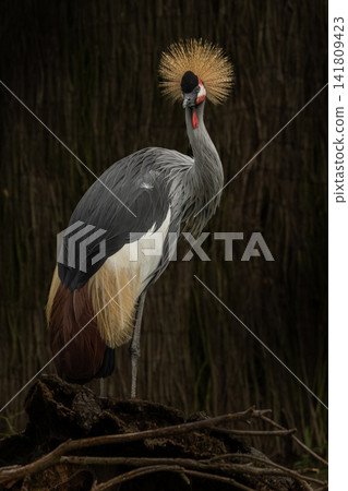 Black Crowned Crane Balearica pavonina. Black Crowned Crane Balearica pavonina. 141809423