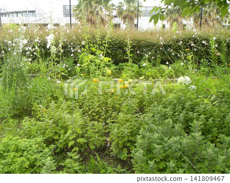 萬壽菊、山桃草、蜀葵 萬壽菊、山桃草、蜀葵 141809467