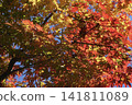 Autumn leaves that shine in the blue sky in autumn 141811089
