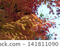 Bright autumn leaves 141811090