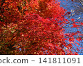 Bright red autumn leaves 141811091