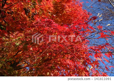 Bright red autumn leaves Bright red autumn leaves 141811091