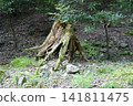 wood  141811475
