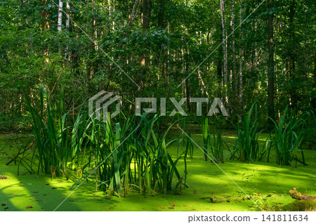 Swamp with green duckweed and sedge in the forest Swamp with green duckweed and sedge in the forest 141811634