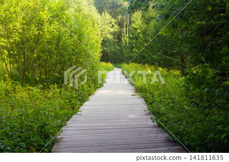 Wooden walkway in the forest with green grass and trees. Wooden walkway in the forest with green grass and trees. 141811635