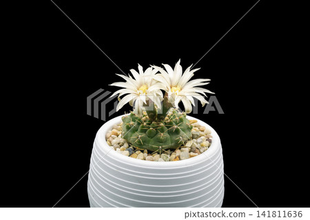 cactus flower in pot isolated on black background, flowering Gymnocalycium quehlianum cactus flower in pot isolated on black background, flowering Gymnocalycium quehlianum 141811636