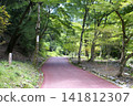 Boardwalk in the green forest 141812307