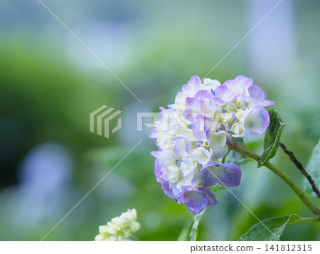 可愛的繡球花 可愛的繡球花 141812315