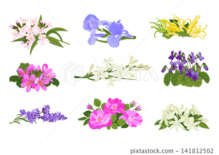 Source plants for essential oil extraction. Lavender, verbena, geranium, and tuberose used in aromatherapy. Jasmine, violet, rose, iris, and ylang-ylang are used in perfumery and aromatic compositions Source plants for essential oil extraction. Lavender, verbena, geranium, and tuberose used in aromatherapy. Jasmine, violet, rose, iris, and ylang-ylang are used in perfumery and aromatic compositions 141812502
