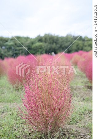 Landscape with Kokia Landscape with Kokia 141812619