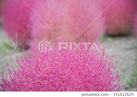 Autumn leaves Kokia Autumn leaves Kokia 141812624
