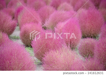 Kokia with red color Kokia with red color 141812631
