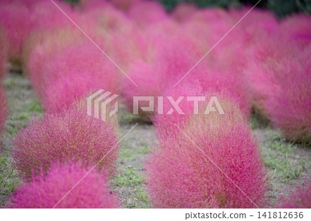 Autumn leaves Kokia Autumn leaves Kokia 141812636